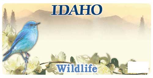 Idaho Bluebird license plate